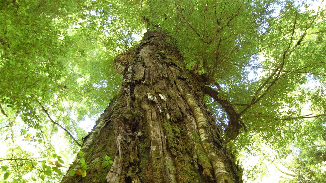 Beech forest: Native plants