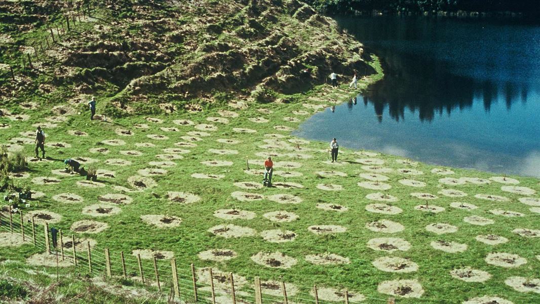 People doing planting work on flat grass beside an aqua coloured lake with a tree covered hill across the lake. 