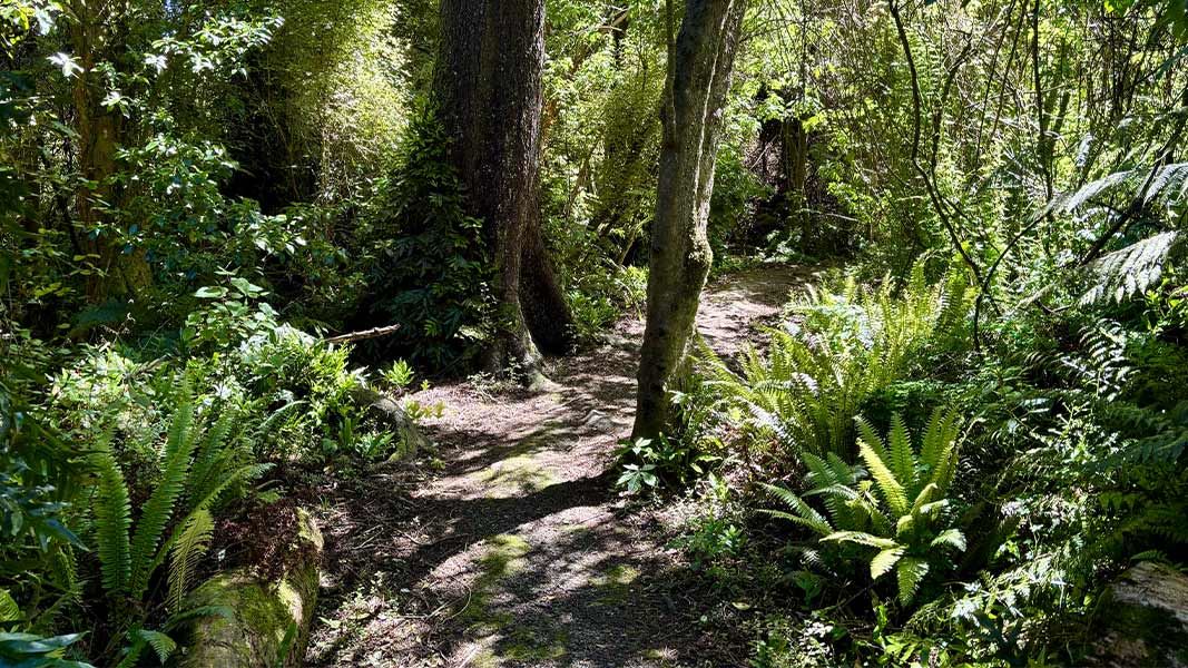 Kingswood Bush Scenic Reserve. 