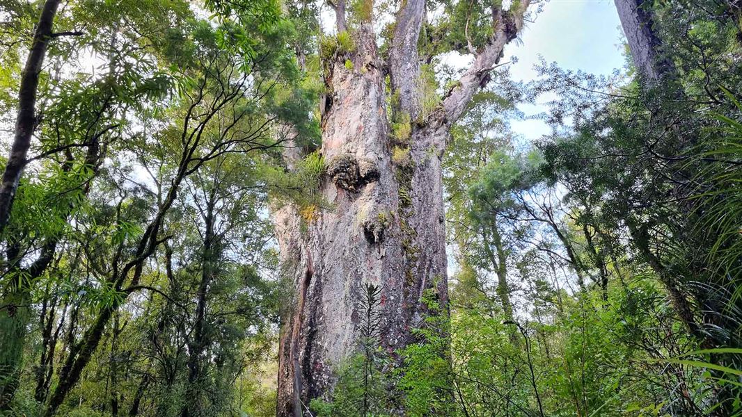 Investing in naturing: DOC and Te Roroa take Waipoua forward