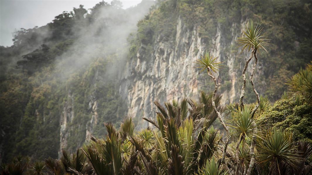 Mists cover limestone cliffs above lush rainforest.