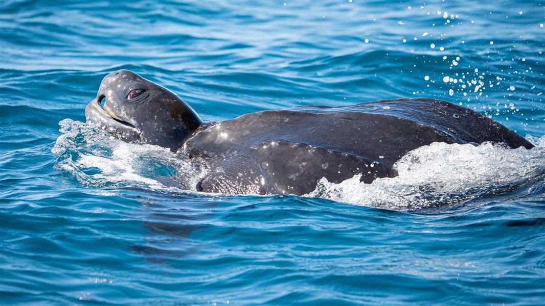 Leatherback turtle in Bay of Plenty. 