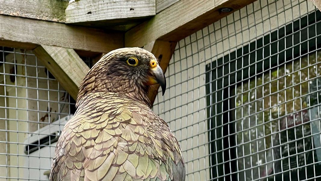 Kea in rehab after chelation therapy.