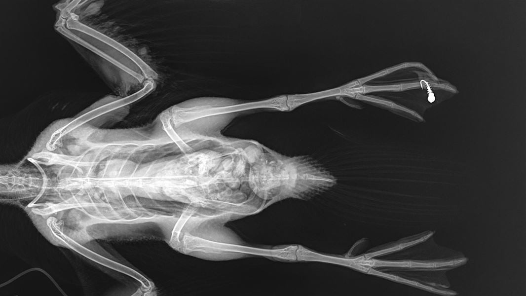Xray image of a whio showing emaciation and a fish hook in foot. 