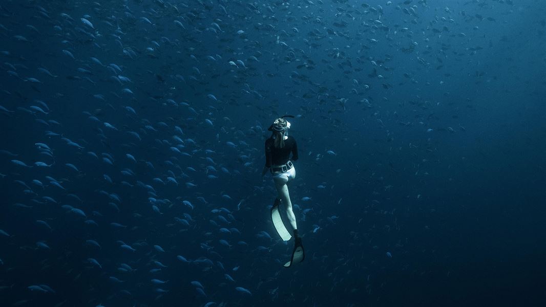 Blue maomao and a freediver 
