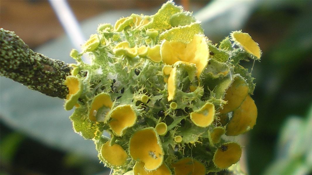 Close up of a lichen plant, a green and yellow ball shape on the end of a stem. 