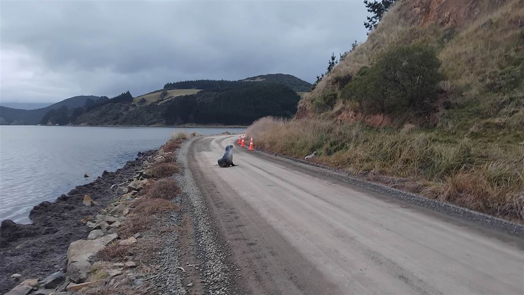 Mahira and pup on road at Hooper Inlet May 2025