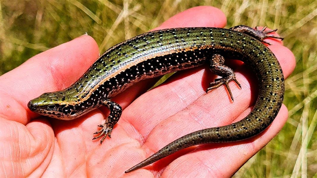 A green lizard with a gold stripe and black stripe and small white dots on its body, sits on a person's open hand. 