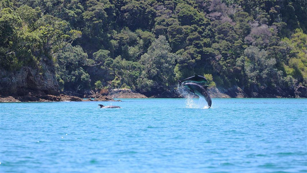Bottlenose dolphins in Bay of Islands Marine Mammal Sanctuary, Summer 2025/26. 