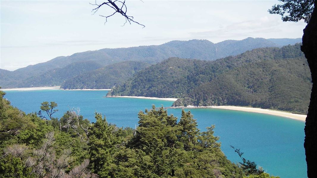 A view from between trees of four golden sand beaches separated by forest covered headlands.