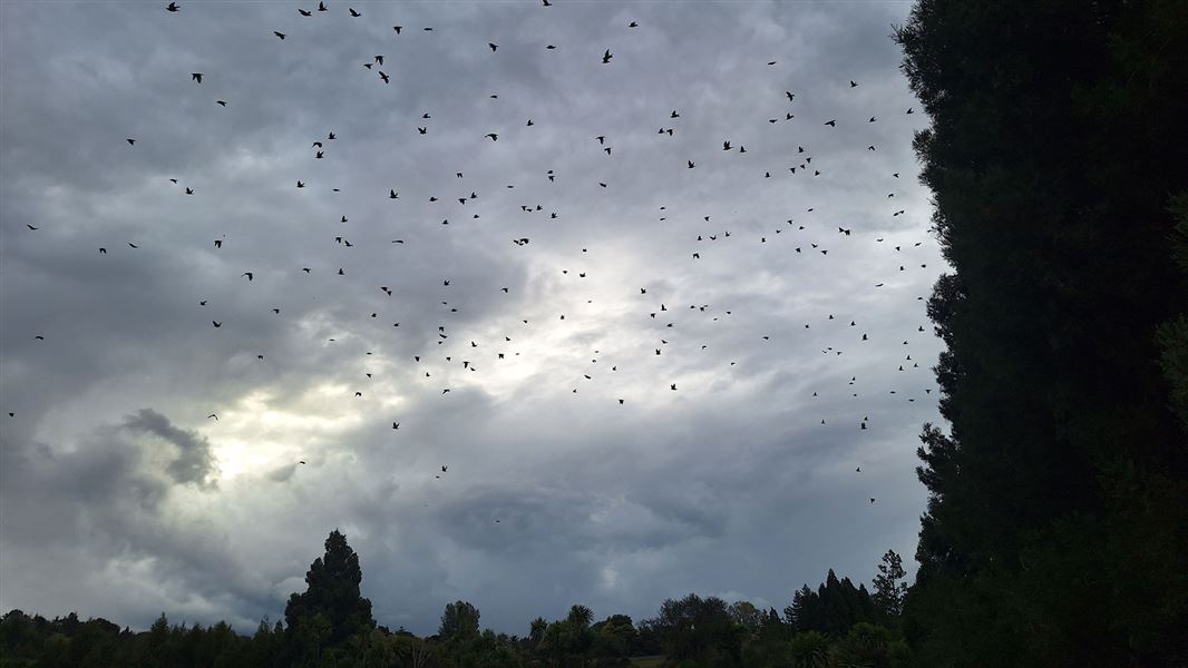 Birds flying at dusk over Lake Rotopiko. 