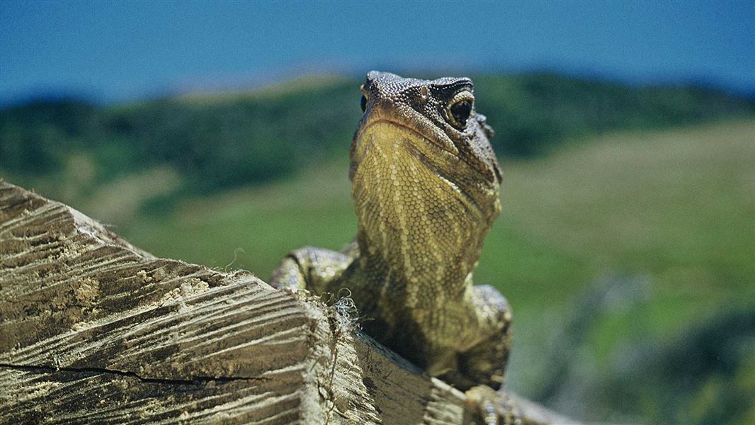 Tuatara at Stephens Island. 