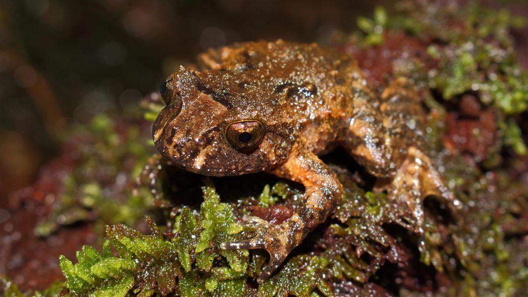 A frog with reddish brown tones on its body sits on green moss. 