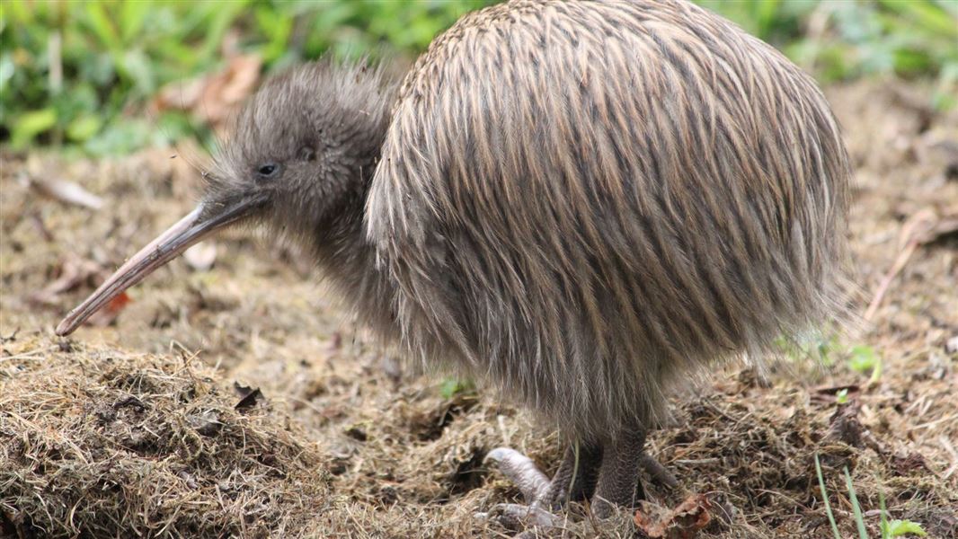 southern-brown-kiwi-tokoeka-stewart-isla