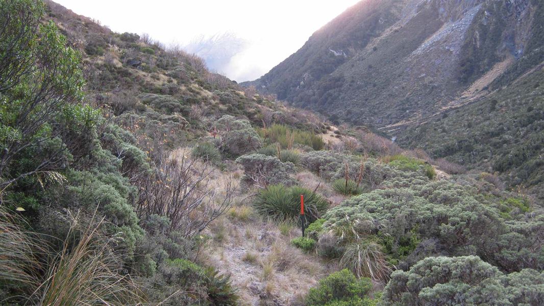 Albert Burn Hut Track.