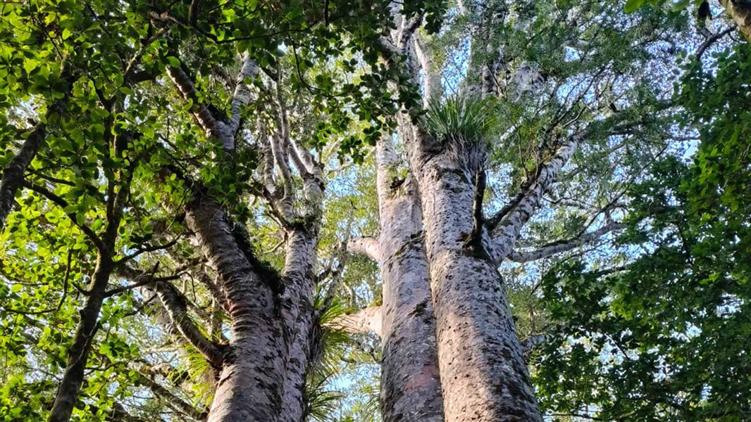 View looking from the ground up to a vast canopy of massive trees. 