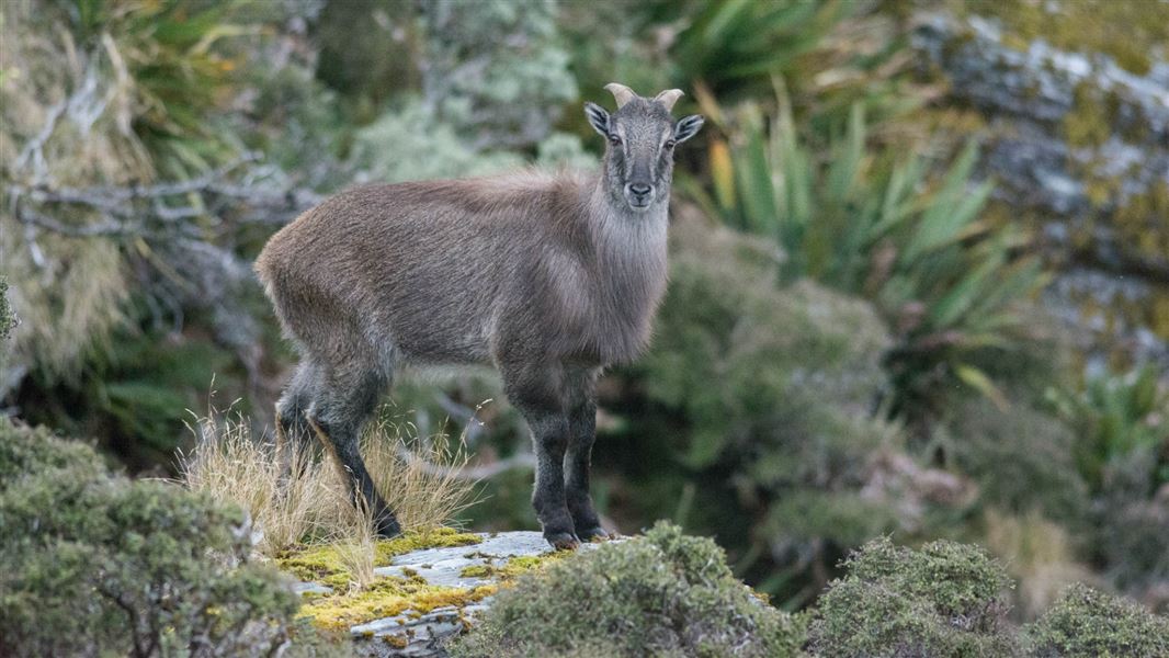 Himalayan Tahr What To Hunt