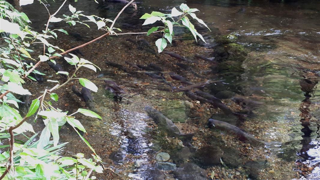 Rainbow trout spawning