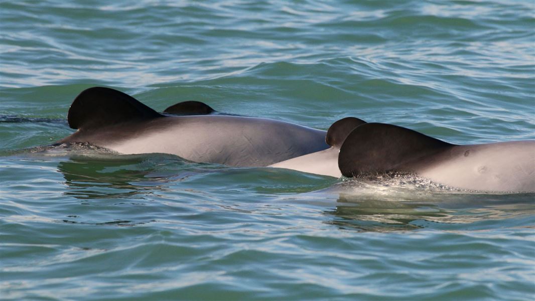 Māui dolphin with calf. 