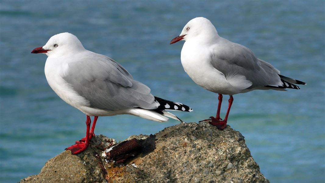 Native redbilled gull shot with bow Media release 11