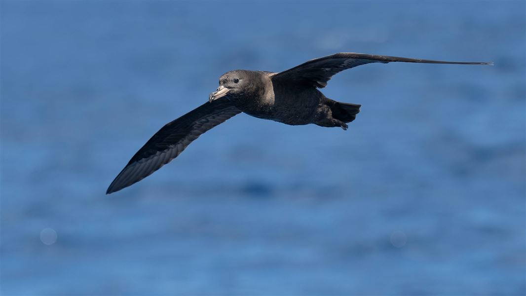 New Zealand Leads Protection Of World’s Rarest Seabirds