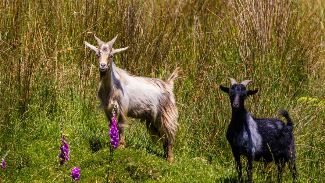 Two goats looking towards the camera on a grassy hill with fox glove and tussock in the background. 