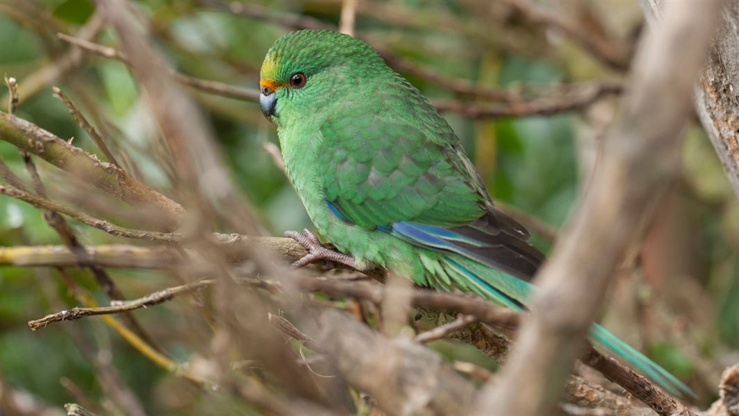 A close up of an orange-fronted parakeet hiding in a thicket.