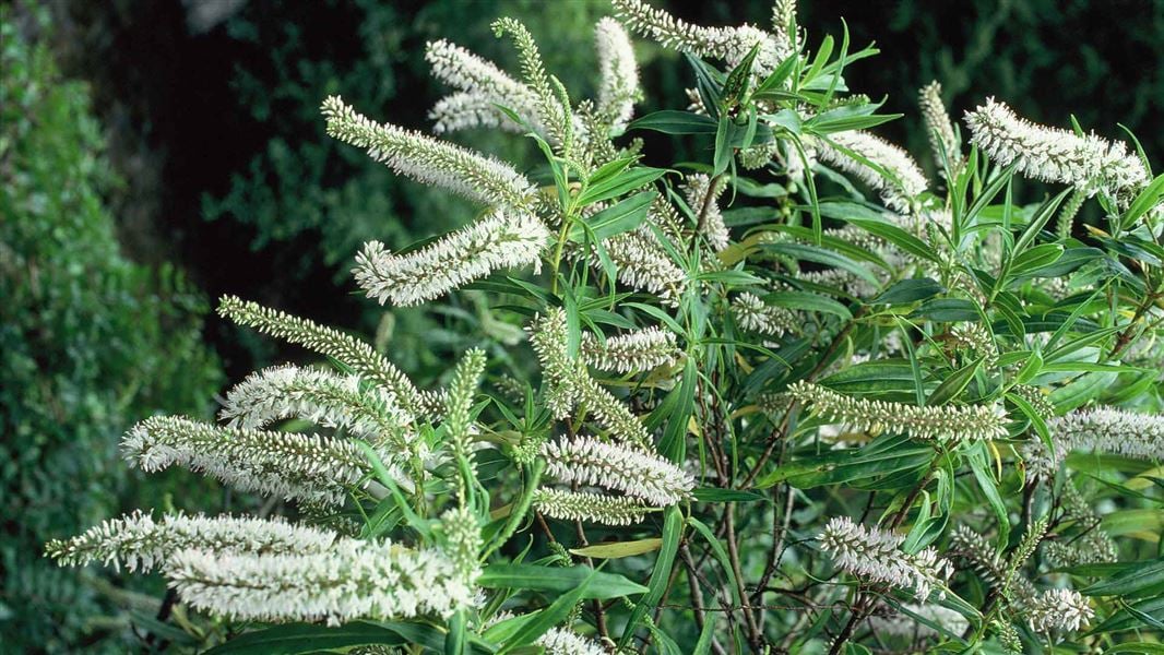 Close-up of koromiko plant with flowers. 