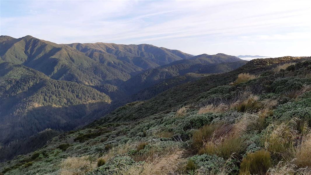 View of green ranges that stretch out as far as you can see in the image. 