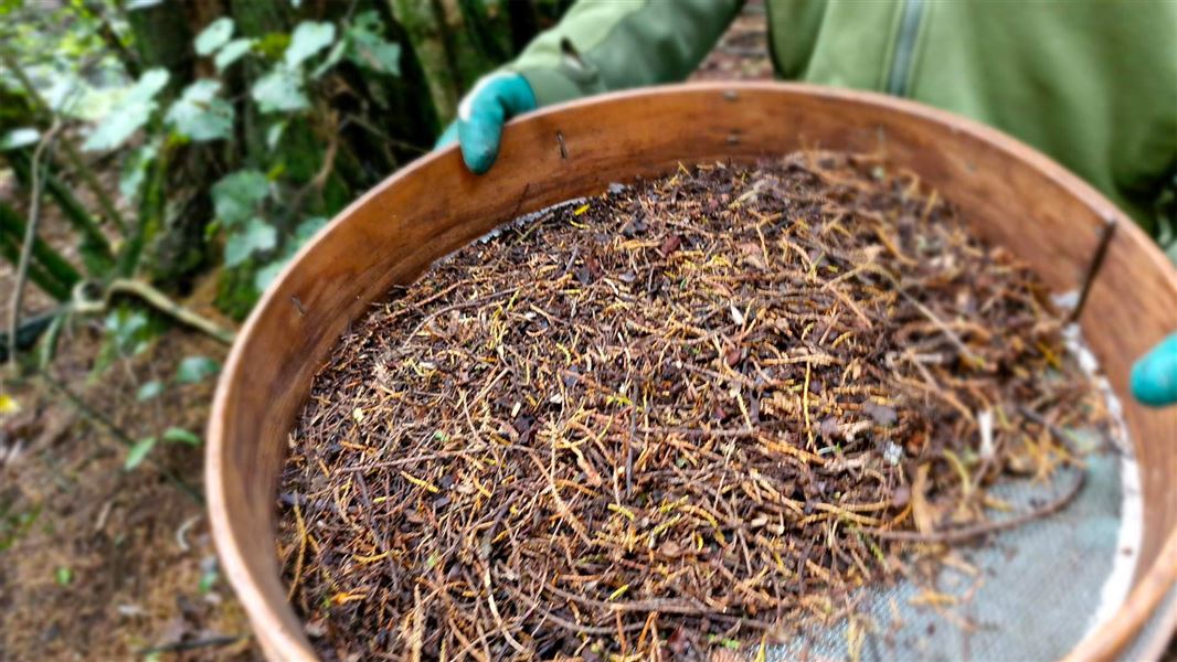 a large bowl of stringy looking seeds being held up. 