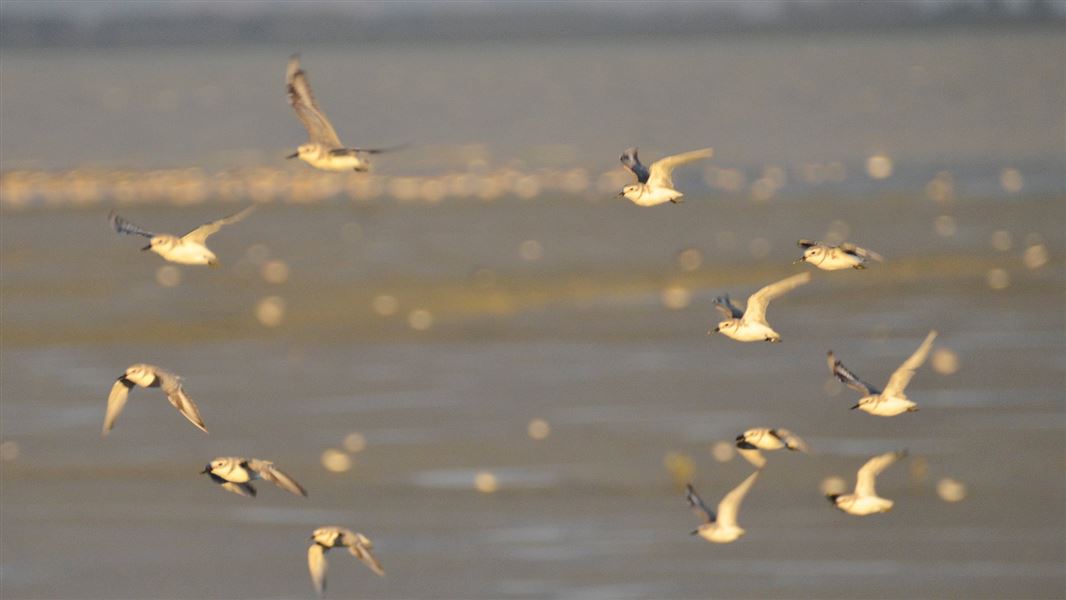 Miranda's migratory birds: New Zealand sea and shore birds