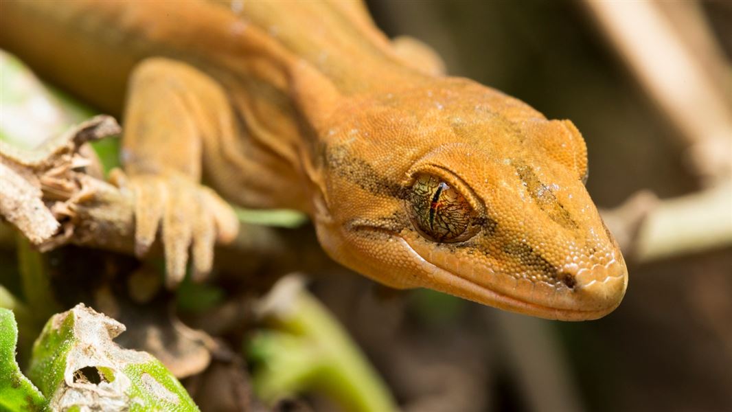 Types Of Geckos Lizards