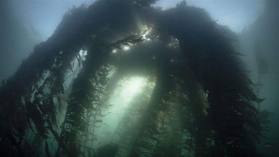 View from below of kelp forest floating in the water.