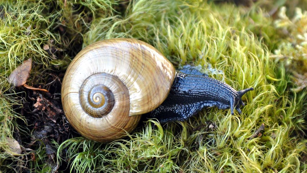 Powelliphanta marchanti Kaimanawa Ranges. 