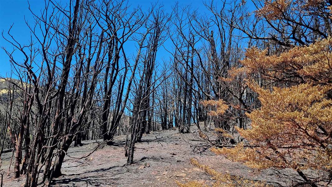 Burnt trees in a forest. 