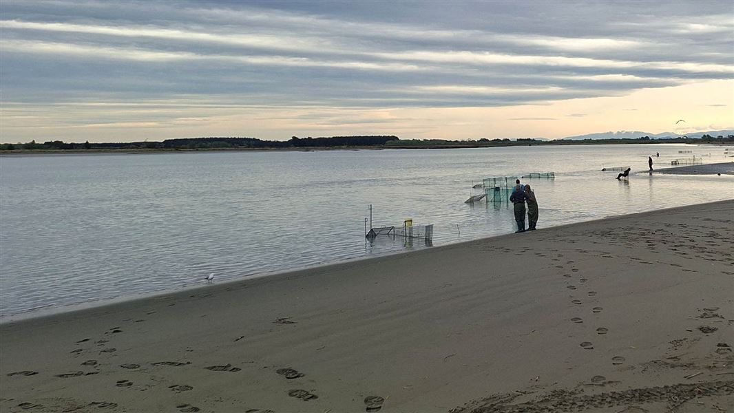 People stand by the shore watching their whitebait nets on a dull, overcast day.