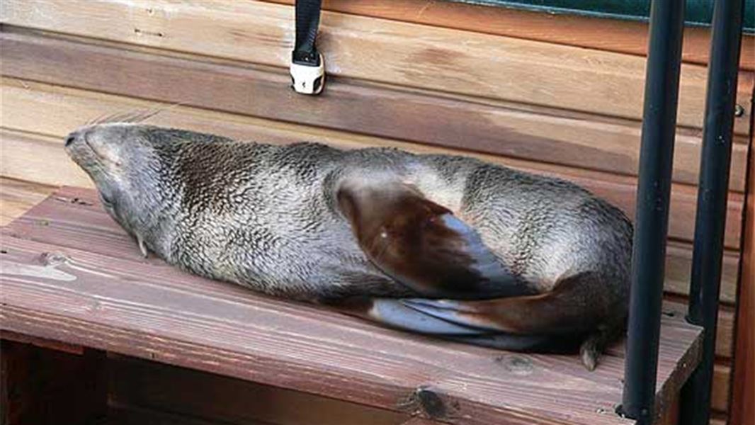 What to do if you find a seal