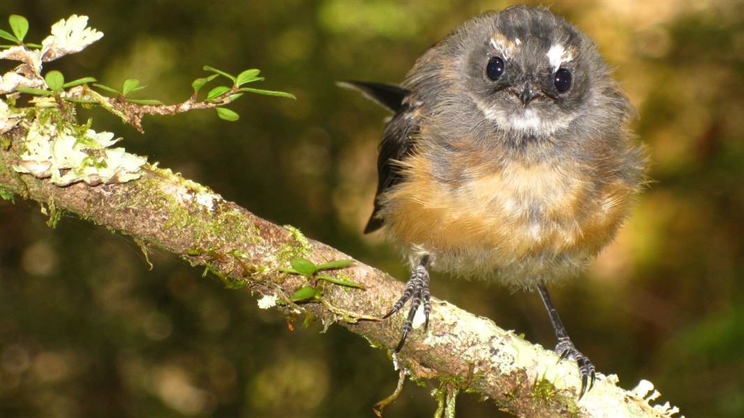 Fantail/pīwakawaka New Zealand native land birds