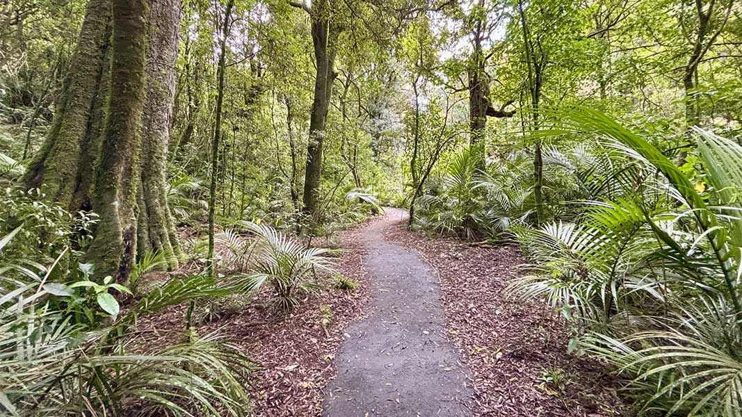 White Pine Bush Scenic Reserve short loop. 