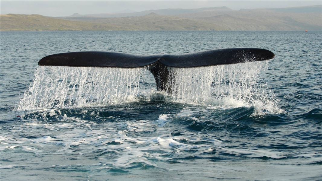A huge whale tale above the sea surface