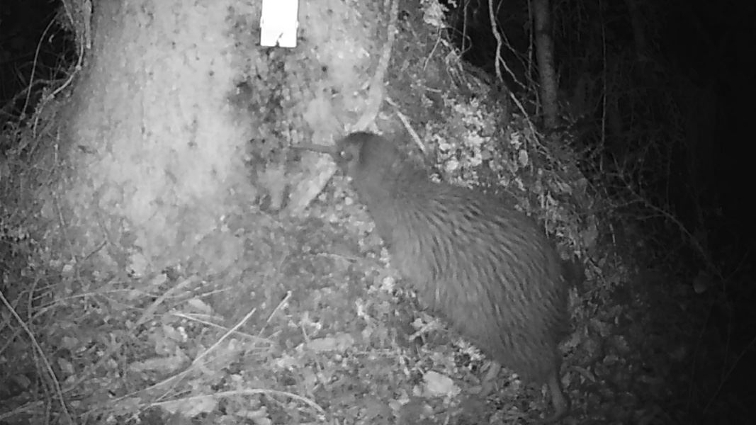 Trail camera footage of rowi. 