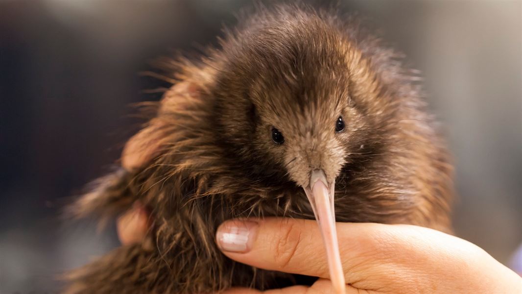 1080 saves brown kiwi chicks from untrappable stoats: Tiakina NgÄ  Manu