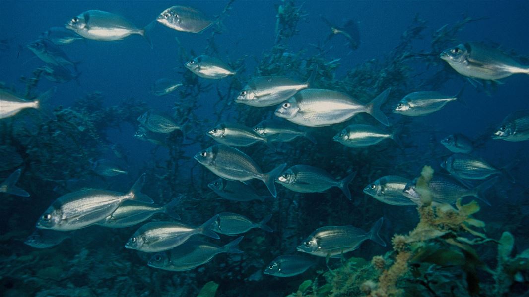 Spyfish Aotearoa: Conservation activities