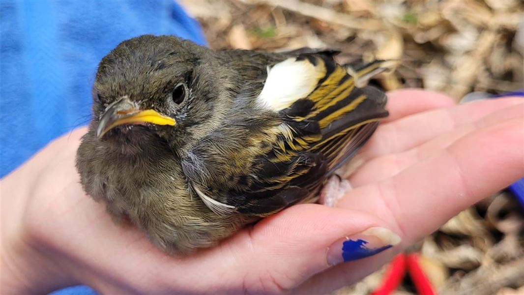Person holding a Hihi in their hand on Tiritiri Matangi.