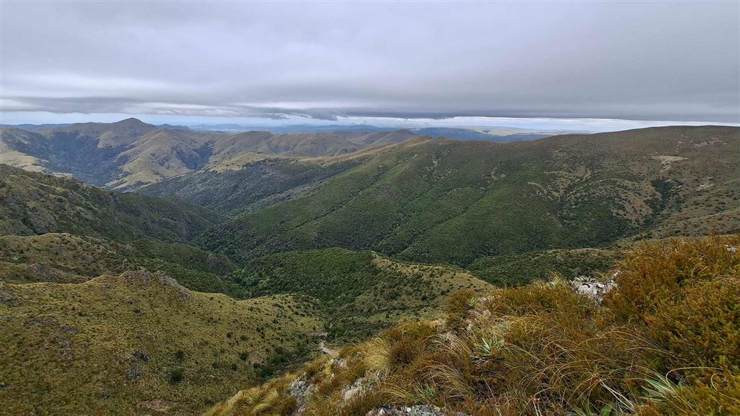 An elevated view over tussock covered hills on a cloudy day. 