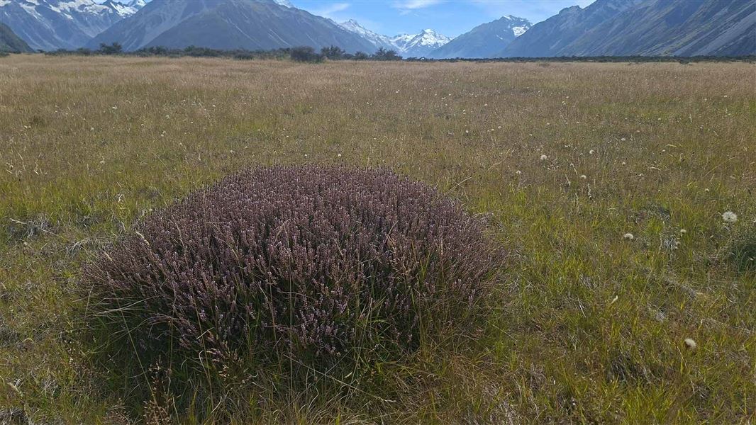 A heather plant in Aoraki/Mount Cook National Park. 