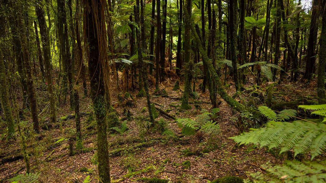 Dark forest with thin trees. 