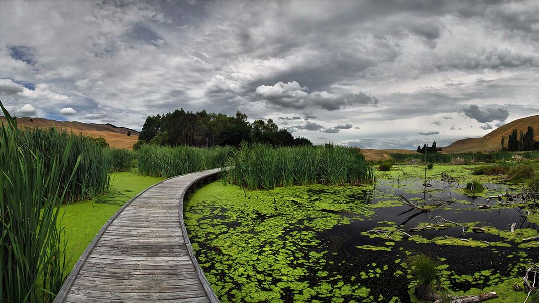 Boardwalk over a plant covered wetland. 