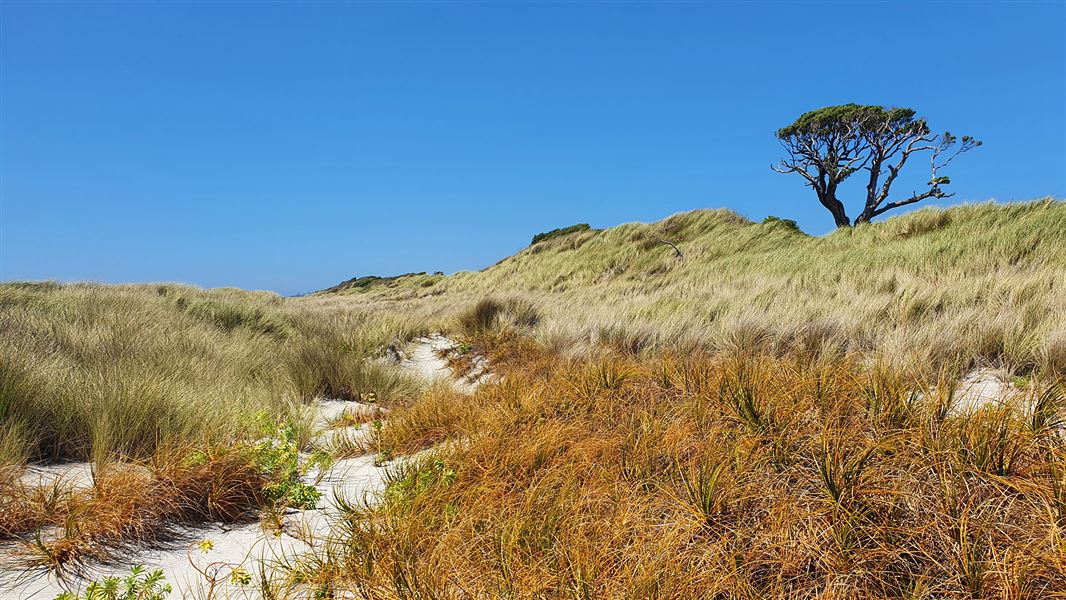 Sand dunes with tree.