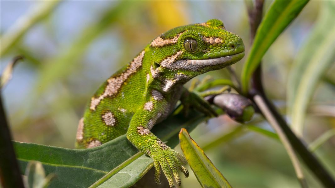 New Zealand geckos: Native animal conservation